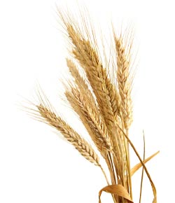 Matières premières agricoles