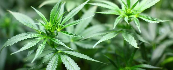 Analisi delle azioni delle società di cannabis prima di investire